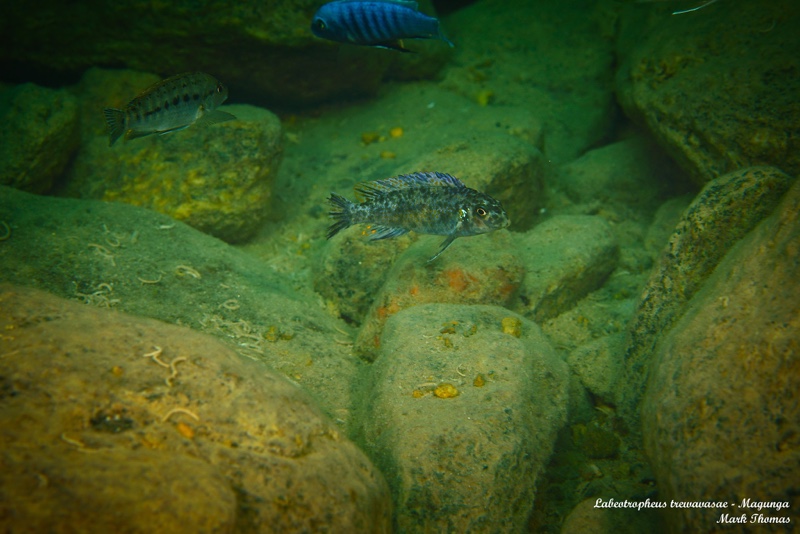Labeotropheus trewavasae 'Magunga'